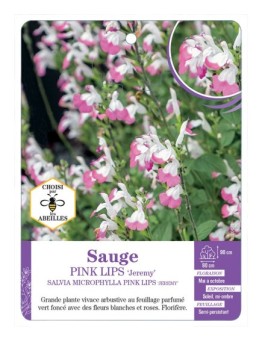 SALVIA MICROPHYLLA PINK LIPS JEREMY voir Sauge