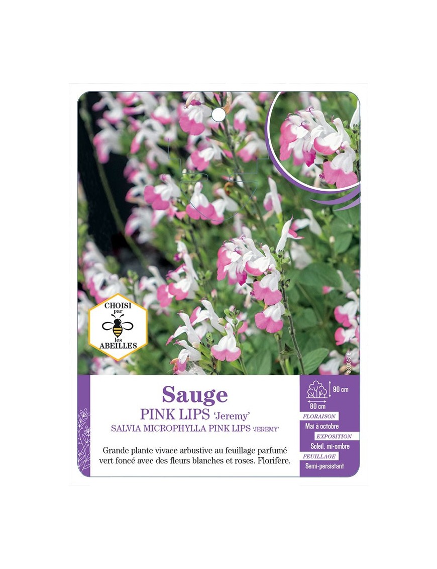 SALVIA MICROPHYLLA PINK LIPS JEREMY voir Sauge