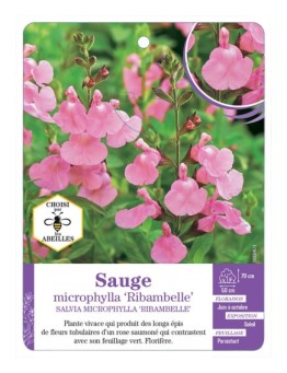 SALVIA MICROPHYLLA RIBAMBELLE voir Sauge