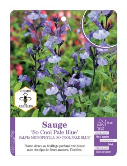 SALVIA MICROPHYLLA SO COOL PALE BLUE voir Sauge
