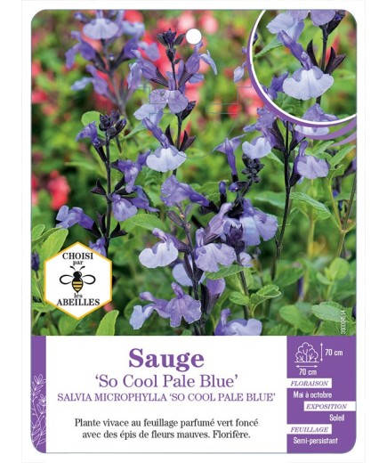 SALVIA MICROPHYLLA SO COOL PALE BLUE voir Sauge