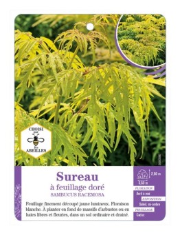 SAMBUCUS RACEMOSA voir Sureau à feuillage doré