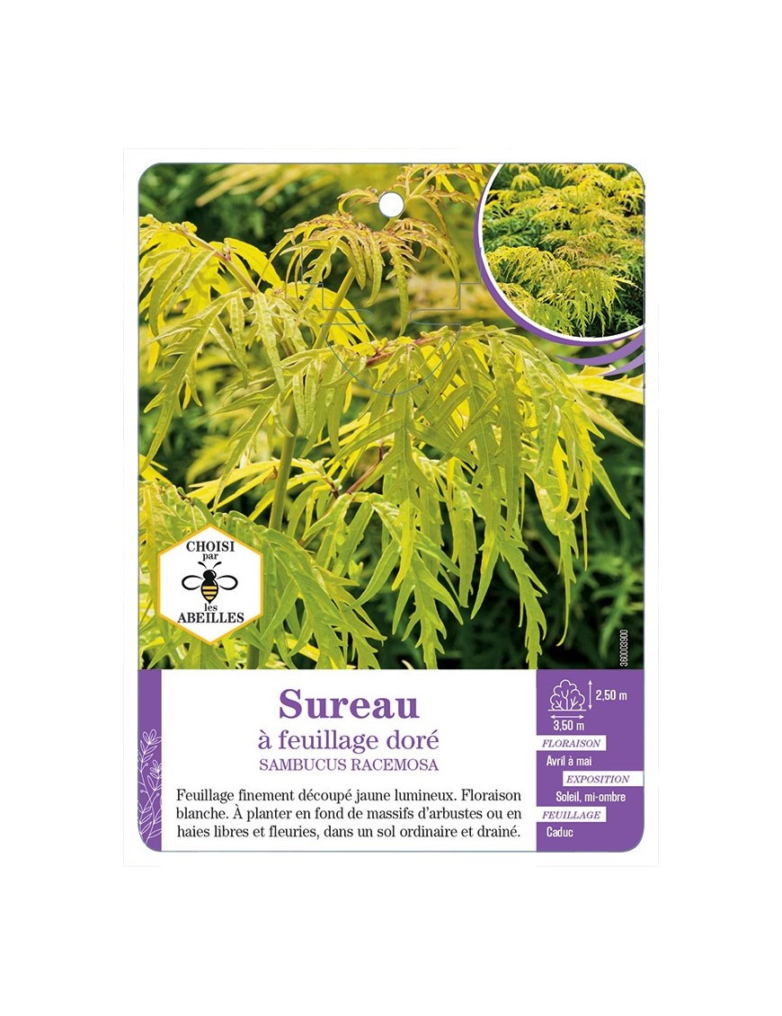 SAMBUCUS RACEMOSA voir Sureau à feuillage doré