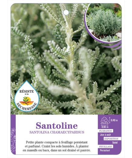 SANTOLINA CHAMAECYPARISUS (gris)