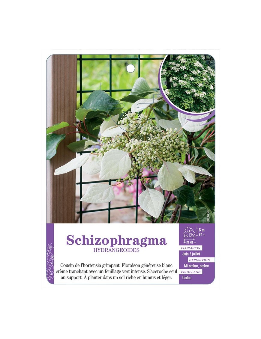 SCHIZOPHRAGMA HYDRANGEOIDES