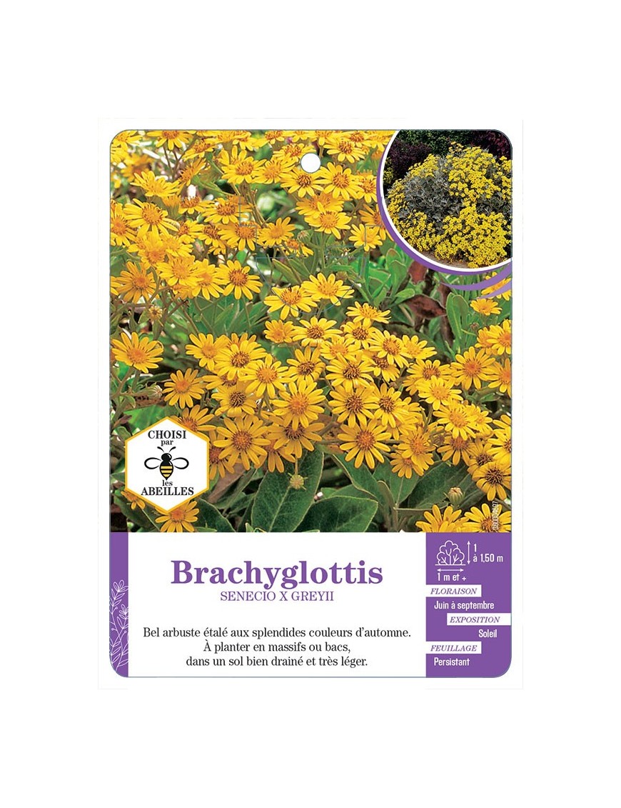 SENECIO X GREYII voir Brachyglottis