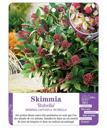 SKIMMIA JAPONICA RUBELLA