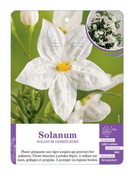 SOLANUM JASMINOIDES (blanc)