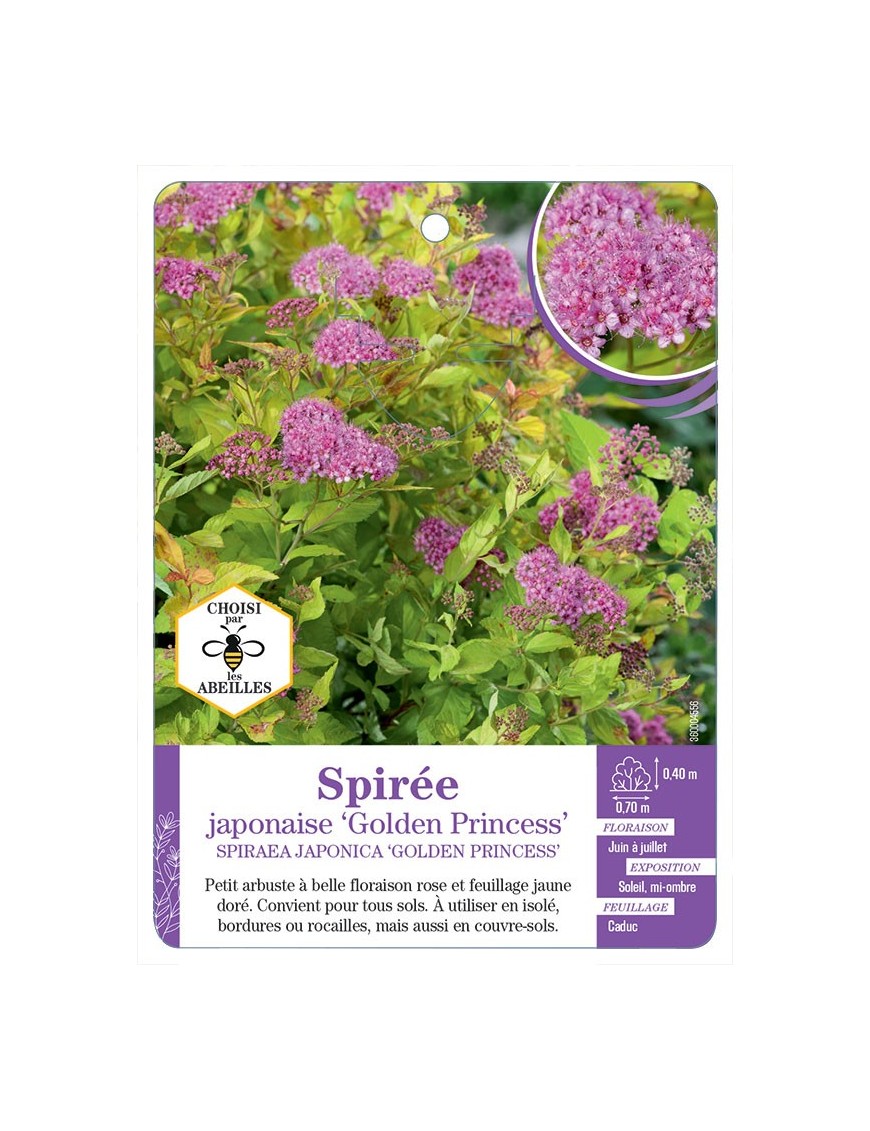 SPIRAEA JAPONICA GOLDEN PRINCESS voir Spirée japonaise