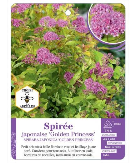SPIRAEA JAPONICA GOLDEN PRINCESS voir Spirée japonaise