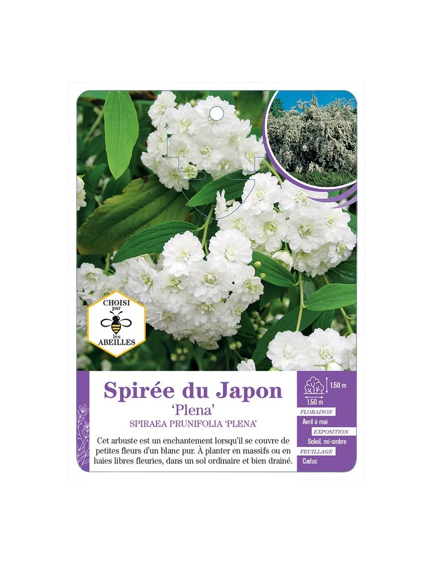 SPIRAEA PRUNIFOLIA PLENA voir Spirée du Japon (blanc)