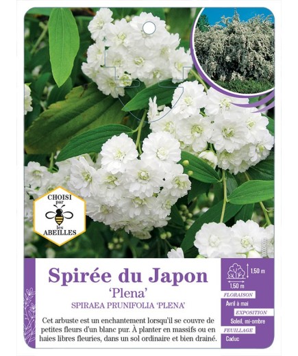 SPIRAEA PRUNIFOLIA PLENA voir Spirée du Japon (blanc)