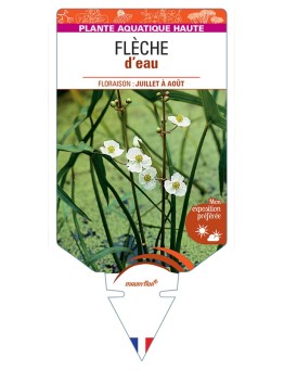 SAGITTARIA latifolia voir Flèche d’eau