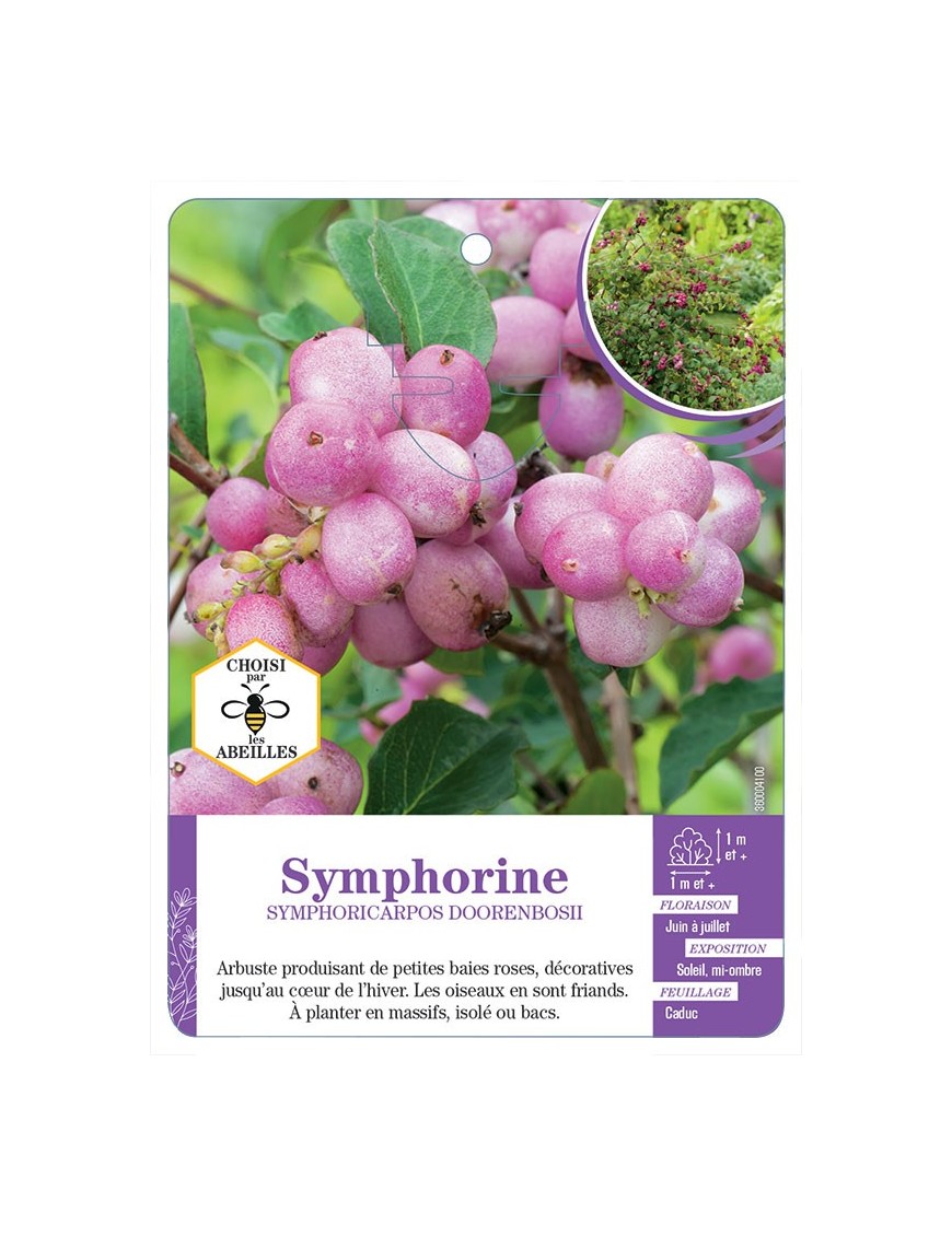 SYMPHORICARPOS DOORENBOSII voir Symphorine (rose)