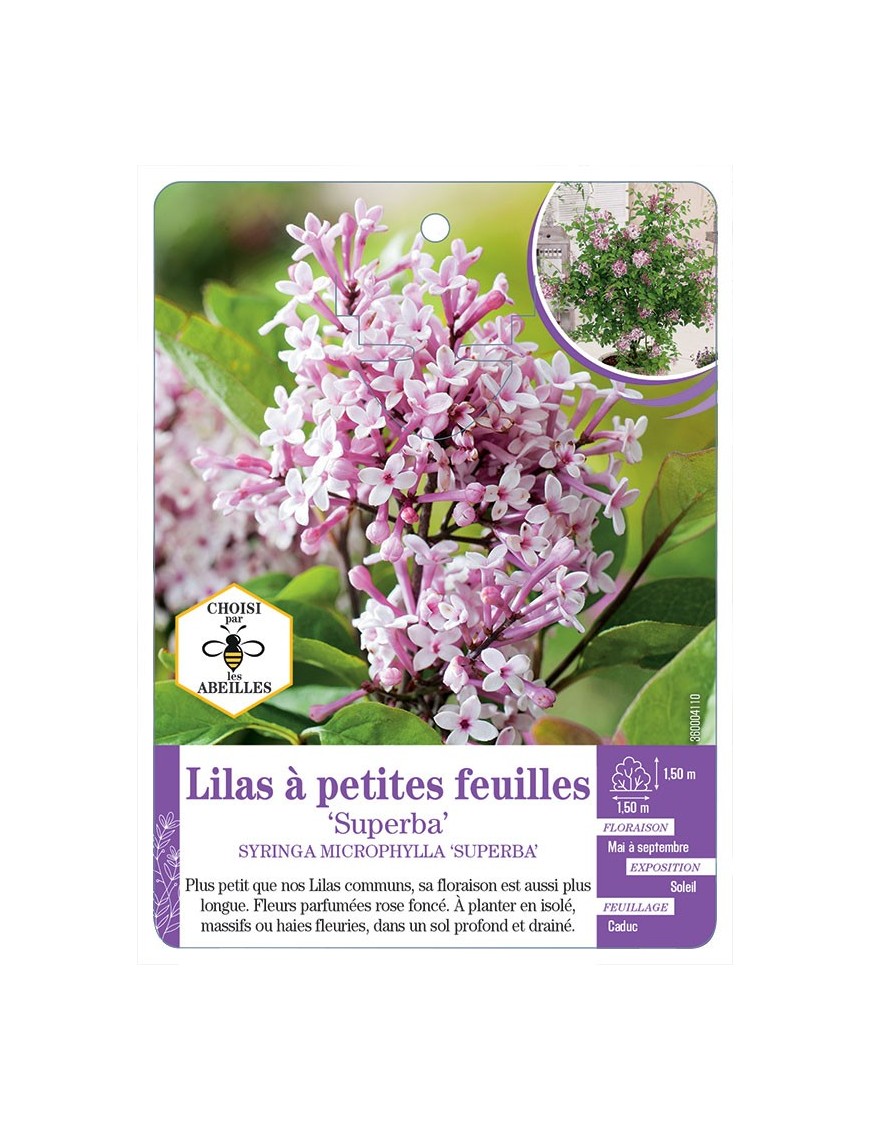 SYRINGA MICROPHYLLA SUPERBA voir Lilas à petites feuilles