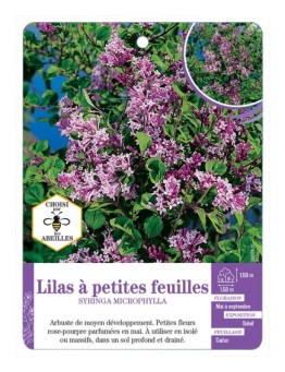SYRINGA MICROPHYLLA voir Lilas à petites feuilles
