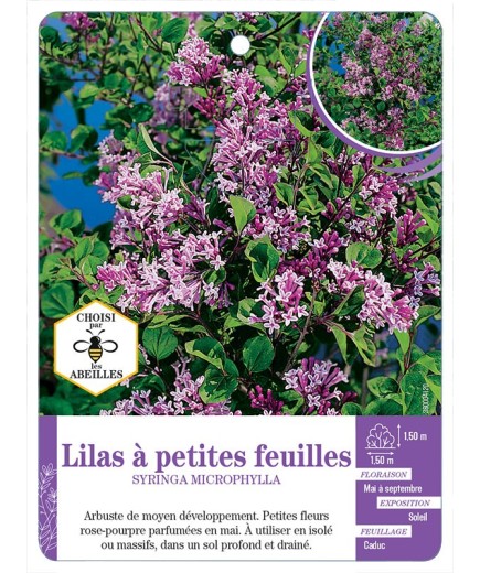 SYRINGA MICROPHYLLA voir Lilas à petites feuilles