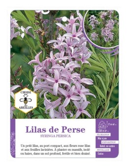 SYRINGA PERSICA voir Lilas de Perse