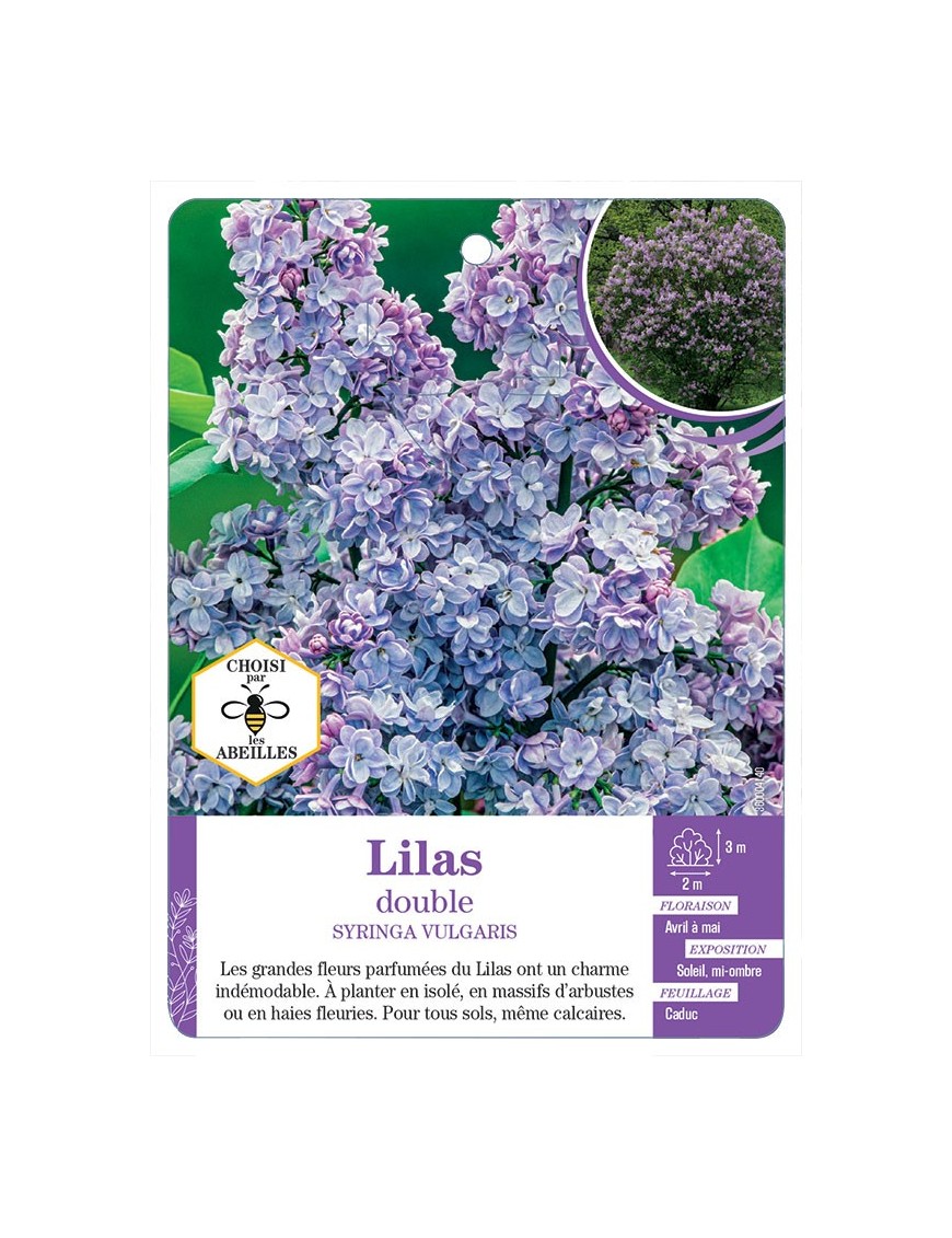 SYRINGA VULGARIS voir Lilas double (bleu)