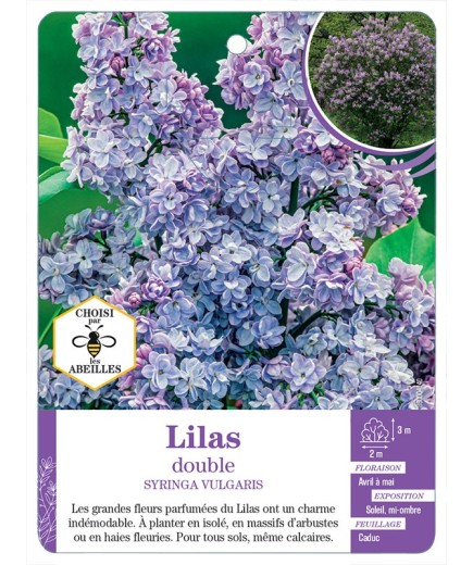 SYRINGA VULGARIS voir Lilas double (bleu)