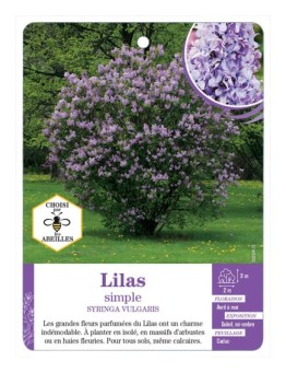 SYRINGA VULGARIS voir Lilas simple (mauve)