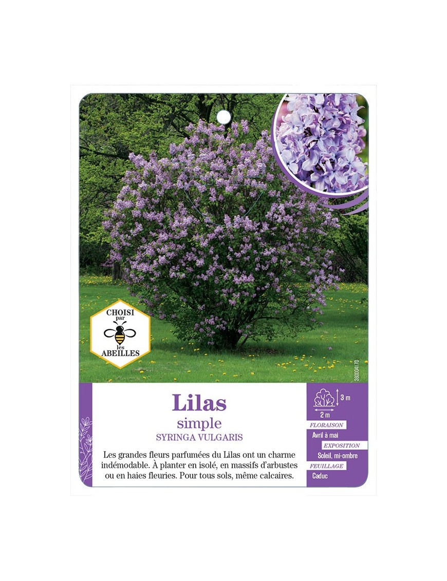 SYRINGA VULGARIS voir Lilas simple (mauve)