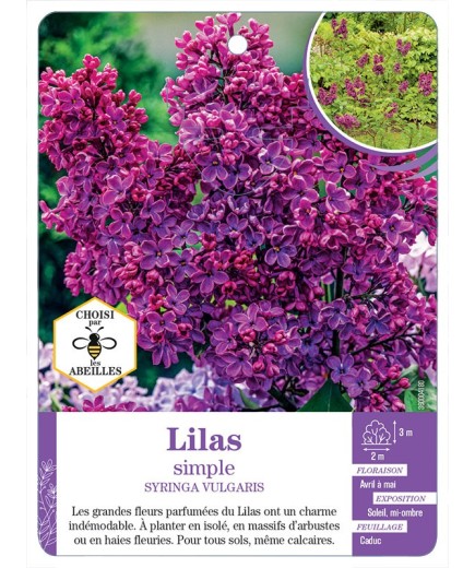 SYRINGA VULGARIS voir Lilas simple (rouge)