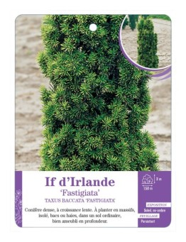 TAXUS BACCATA FASTIGIATA voir If d Irlande