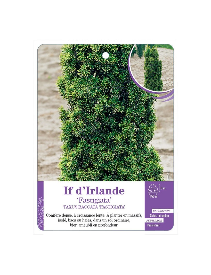 TAXUS BACCATA FASTIGIATA voir If d Irlande