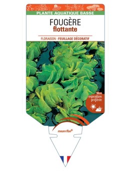 SALVINIA natans voir Fougère flottante