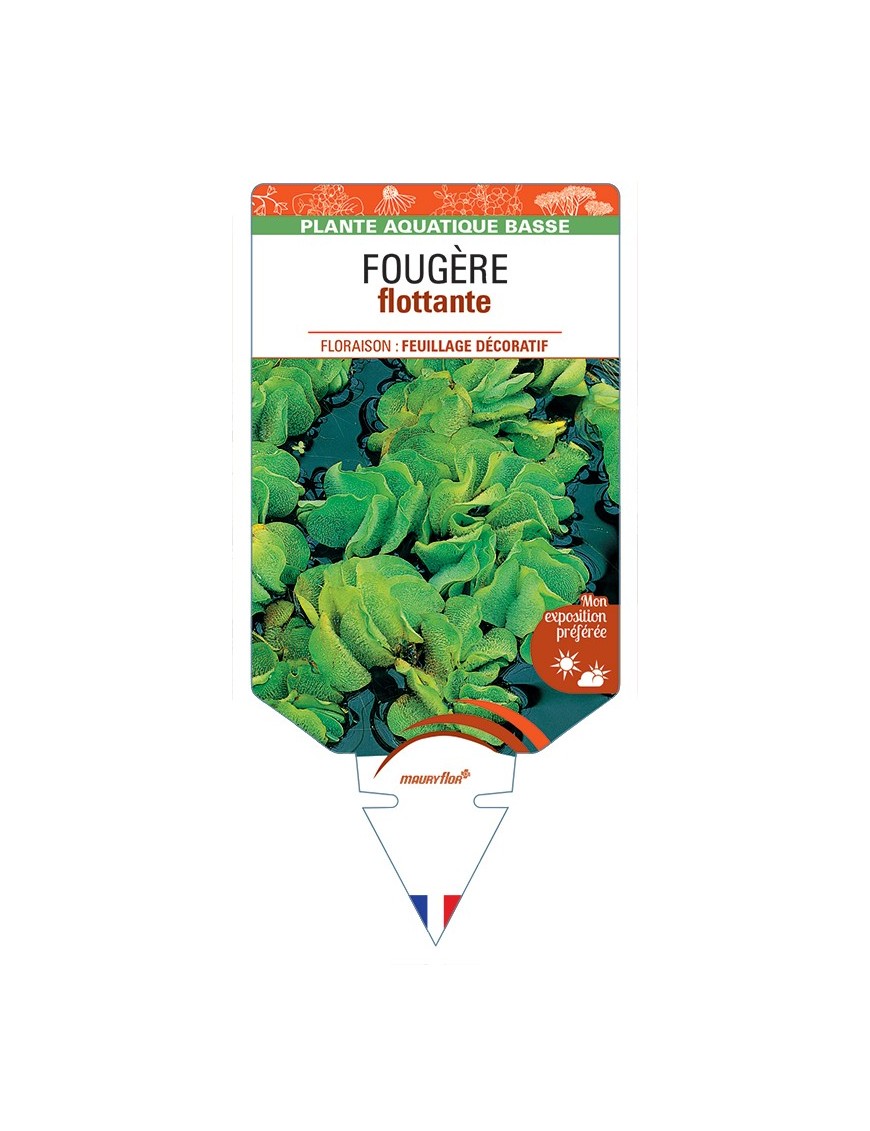 SALVINIA natans voir Fougère flottante