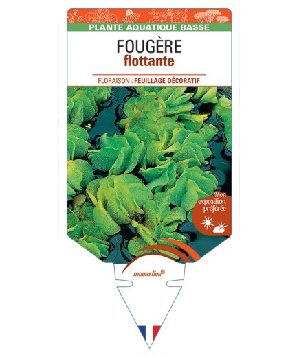 SALVINIA natans voir Fougère flottante