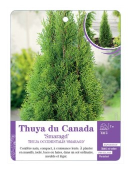 THUJA OCCIDENTALIS SMARAGD voir Thuya du Canada