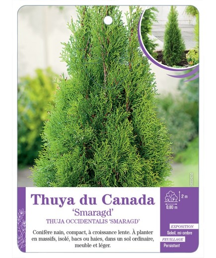THUJA OCCIDENTALIS SMARAGD voir Thuya du Canada
