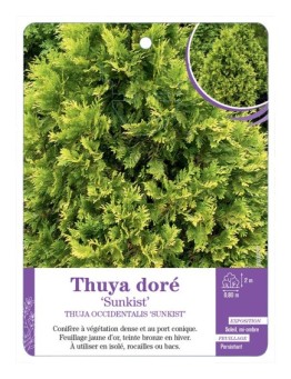 THUJA OCCIDENTALIS SUNKIST voir Thuya doré
