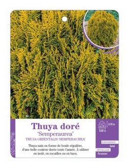THUJA ORIENTALIS SEMPERAUREA voir Thuya doré