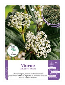 VIBURNUM DAVIDII voir Viorne