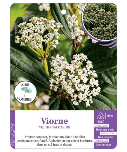 VIBURNUM DAVIDII voir Viorne
