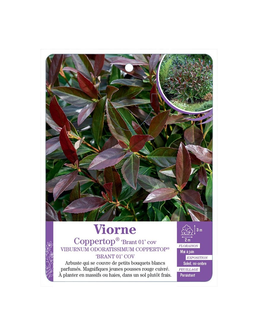 VIBURNUM ODORATISSIMUM COPPERTOP® BRANT 01 COV voir Viorne