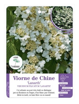 VIBURNUM PLICATUM LANARTH voir Viorne de Chine