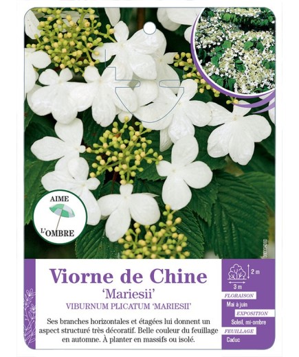 VIBURNUM PLICATUM MARIESII voir Viorne de Chine