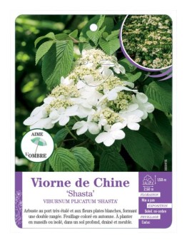 VIBURNUM PLICATUM SHASTA voir Viorne de Chine