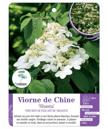 VIBURNUM PLICATUM SHASTA voir Viorne de Chine