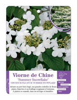 VIBURNUM PLICATUM SUMMER SNOWFLAKE voir Viorne de Chine