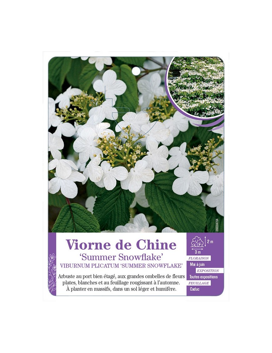 VIBURNUM PLICATUM SUMMER SNOWFLAKE voir Viorne de Chine