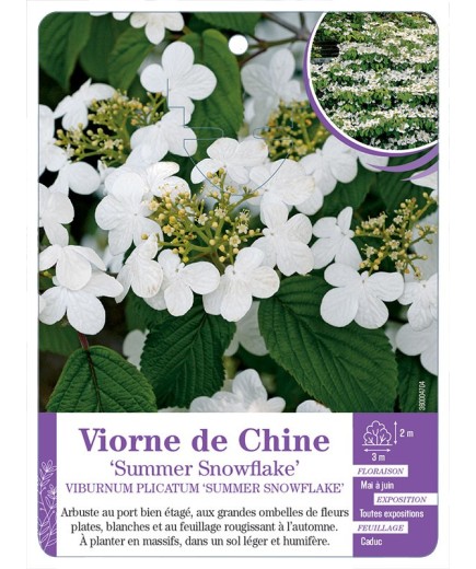 VIBURNUM PLICATUM SUMMER SNOWFLAKE voir Viorne de Chine