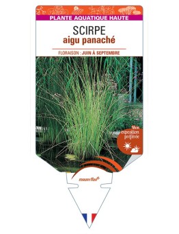 SCHOENOPLECTUS lacustris Albescens voir Scirpe aigu panaché