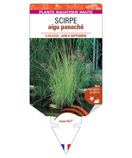 SCHOENOPLECTUS lacustris Albescens voir Scirpe aigu panaché