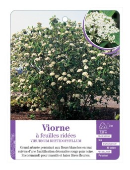 VIBURNUM RHYTIDOPHYLLUM voir Viorne à feuilles ridées