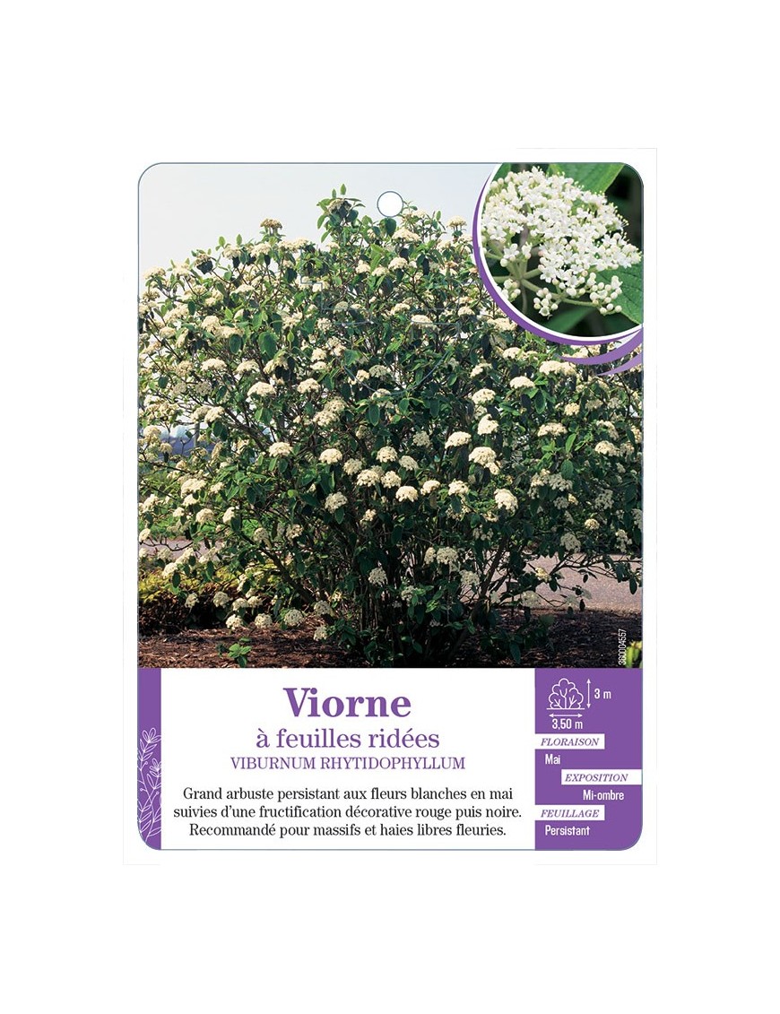 VIBURNUM RHYTIDOPHYLLUM voir Viorne à feuilles ridées